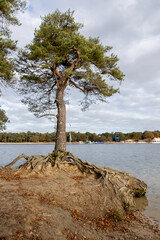 Pine tree at the edge of the IJzeren Man lake and its roots exposed in the foreground