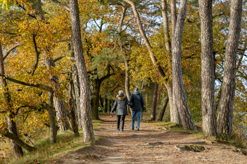 Couple seen from behind walking through autumn forest scene with colorful fall foliage paving the...