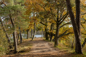 Autumn forest with colorful fall foliage paving the walk path up to the shore of the IJzeren man lake seen at the end of the tree lane