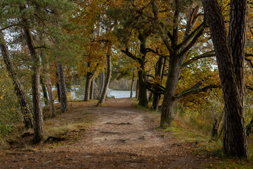 Autumn forest with colorful fall foliage paving the walk path up to the shore of the IJzeren man lake seen at the end of the tree lane