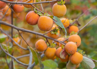 Persimmons at fruit garden