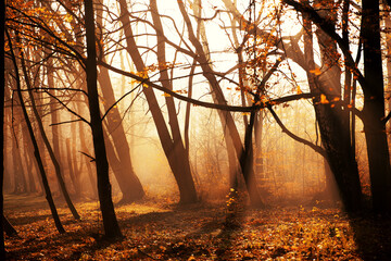 morning mist in the forest and rays of the sun