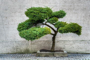pięknie uformowane drzewko bonsai z jałowca lub tui - obrazy, fototapety, plakaty
