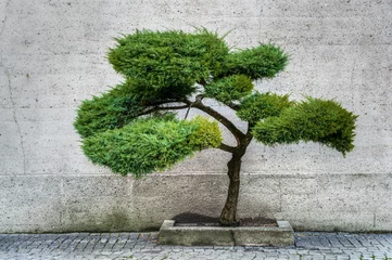 Rolgordijnen pięknie uformowane drzewko bonsai z jałowca lub tui © Henryk Niestrój