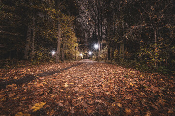 romantyczna aleja w parku w nocy jesienią - obrazy, fototapety, plakaty