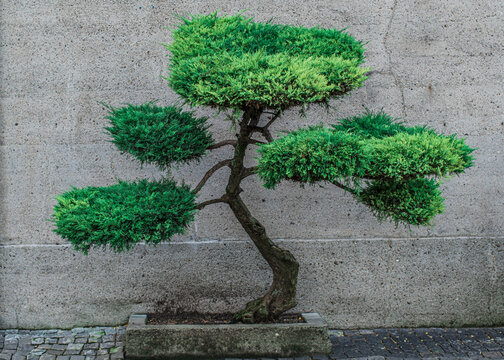 jałowiec przycięty jak drzewko bonsai na tle muru
