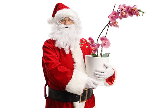 Santa claus holding an orchid flower in a pot