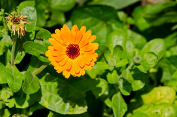   Marigold or calendula flower in the garden, Sofia, Bulgaria  