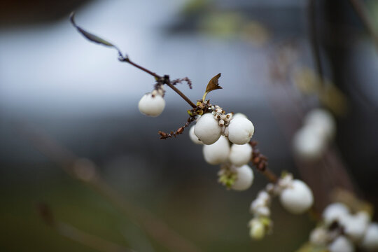 Beautiful branch of snowberry against blurred background giving the concept of tenderness