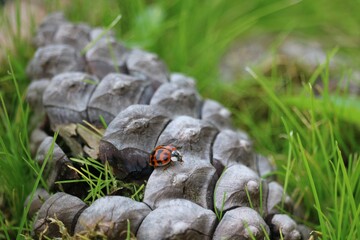 Coccinelle