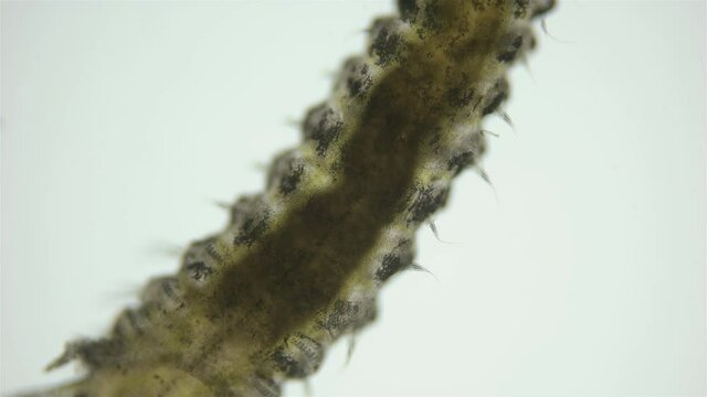 Polychaeta worm, family Sabellidae under a microscope. Filter, lives in a lime tube. Has Radiole tentacles with many cilia