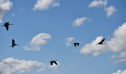 Kraniche fliegen 