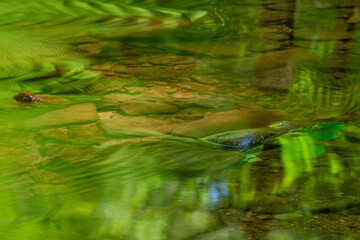 Lush green trees and ferns reflected in a shallow clear brook creating an abstract image