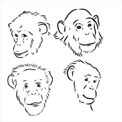 Hand-drawn black and white sketch of chimpanzee on a white background. Wild life. Wild animals. Black and white chimpanzee, chimp, monkey