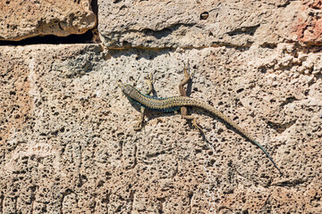 Armenian lizard basking on a hot sun while sitting on a church wall