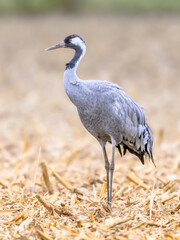Common crane walking in agricultural field