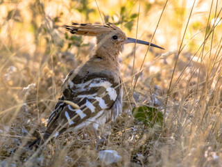 Eurasian hoopoe feeding in grass