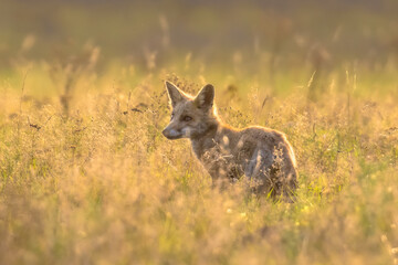 Red Fox juvenile hunting for mice