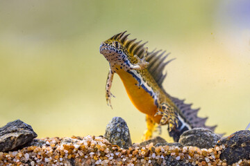 Southern banded newt aquatic animal in natural underwater habitat