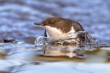 White throated dipper foraging in streaming water