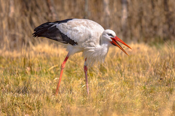 White stork foraging in summer grassland
