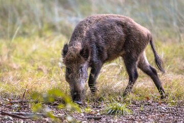 Wild boar foraging in grassland at dusk