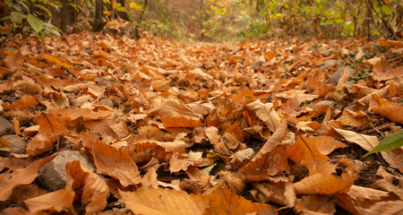 Dry foliage on the ground in autumn. Picture of fallen dry leaves, taken in a forest in autumn.
