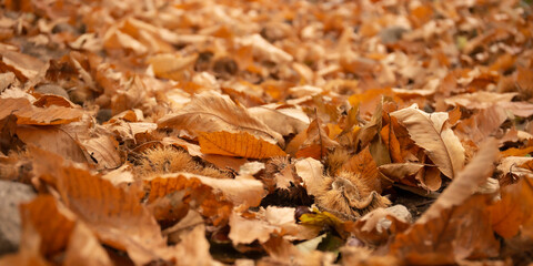 Dry foliage on the ground in autumn. Picture of fallen dry leaves, taken in a forest in autumn.