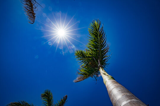 low angle shot of large palm trees and sun