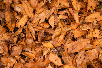 Dry foliage on the ground in autumn. Picture of fallen dry leaves, taken in a forest in autumn.