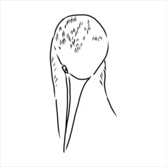 The blue-footed booby Line drawing. Black and white illustration. Vector.