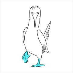 The blue-footed booby Line drawing. Black and white illustration. Vector.