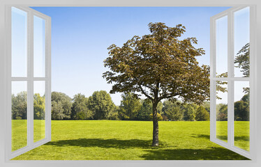 Isolated tree in a green meadow of a public park with trees on b