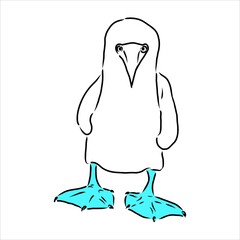 The blue-footed booby Line drawing. Black and white illustration. Vector.