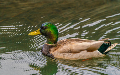 Mallard (Male)
