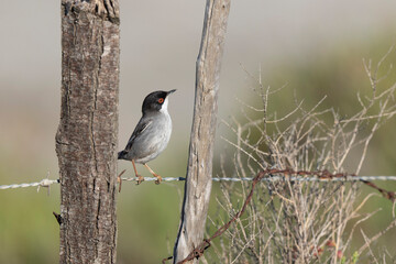 Obraz premium Sardinian warbler curruca melanocephala perching on fence or twig