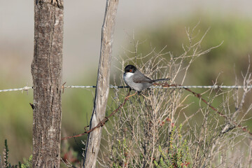 Sardinian warbler curruca melanocephala perching on fence or twig