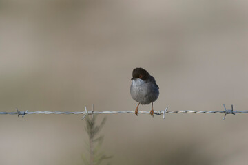 Sardinian warbler curruca melanocephala perching on fence or twig