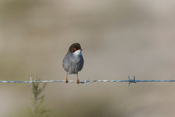 Sardinian warbler curruca melanocephala perching on fence or twig