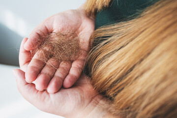 Hair loss problem or alopecia concept. Woman's hands holding a lot of lost hair close-up. Selective focus. Unrecognizable caucasian woman with long brown hair.