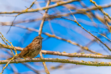 Redwing