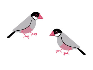 A Pair of Javan Sparrow Bird