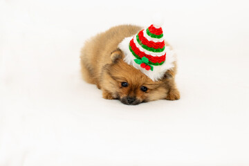 Fototapeta na wymiar Cute pomeranian puppy in a Christmas hat. A pomeranian puppy and a New Year. The puppy celebrates Christmas.