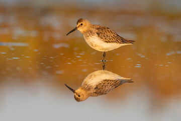 Correlimos común (Calidris alpina).
