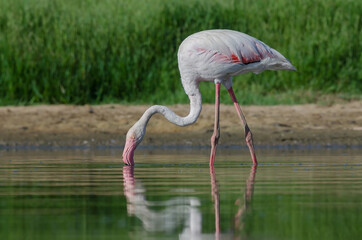 Flamenco común (Phoenicopterus roseus).