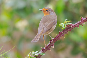 Petirrojo europeo​ (Erithacus rubecula)