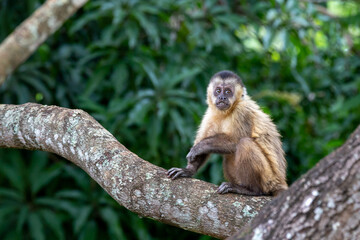 Young Bearded capuchin monkey (sapajus libidinosus) known as 