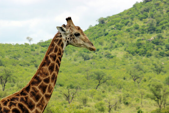 South African giraffe or Cape giraffe (Giraffa camelopardalis giraffa) in the foothills of the Lebombo Mountain bushveld in Kruger National Park, Mpumalanga Province of South Africa