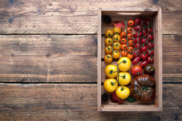 Freshly harvested tomatoes