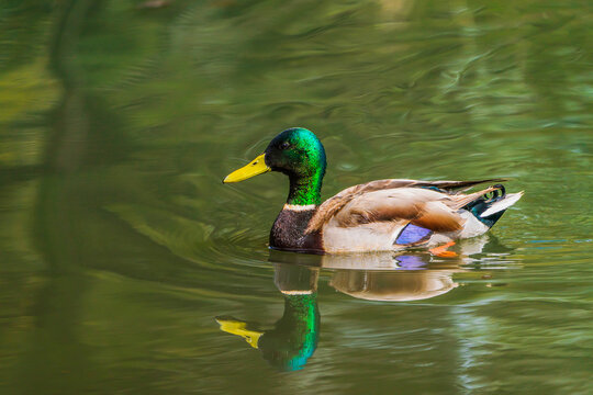 Mallard (Male)